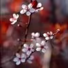 Profile picture for user Saya