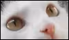 Profile picture for user Tora