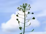 Profile picture for user Kokoška
