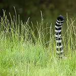 Profile picture for user hidden_lemur