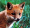 Profile picture for user Smrtka